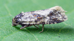 Aethes williana