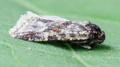 Aethes williana