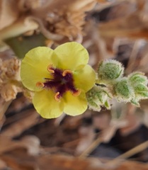 Verbascum damascenum
