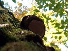 Ganoderma applanatum