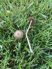 Panaeolus foenisecii