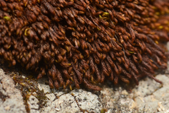 Andreaea nivalis