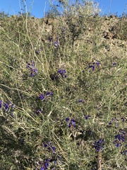 Psorothamnus schottii