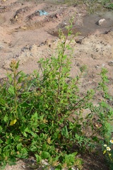 Chenopodium acerifolium