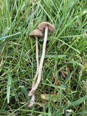 Panaeolus foenisecii