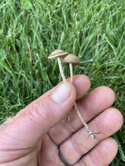 Panaeolus foenisecii