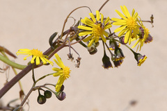 Crassothonna capensis