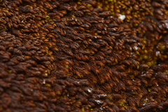 Andreaea nivalis