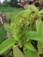 Acalypha salvadorensis