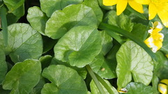Ficaria verna