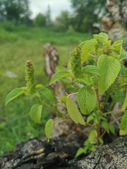 Acalypha salvadorensis