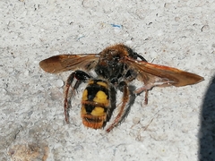 Xanthocampsomeris