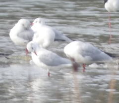 Chroicocephalus ridibundus