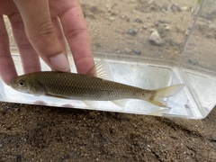 Semotilus corporalis