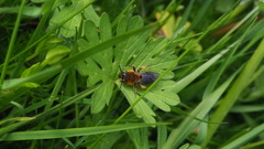 Andrena