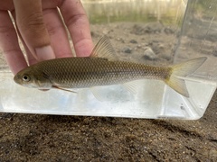 Semotilus corporalis