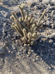 Cylindropuntia ganderi