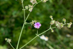 Mirabilis viscosa