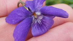 Viola