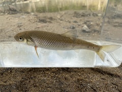 Semotilus corporalis