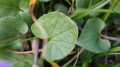 Viola