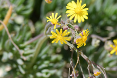 Crassothonna capensis