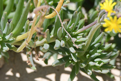 Crassothonna capensis