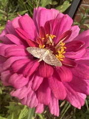 Herpetogramma bipunctalis