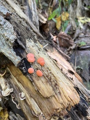 Lycogala epidendrum