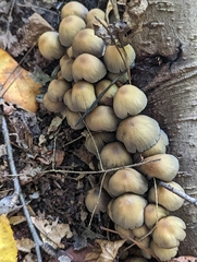Micacei
