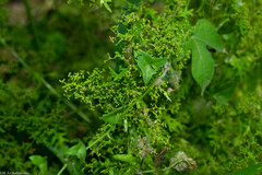 Dysphania graveolens