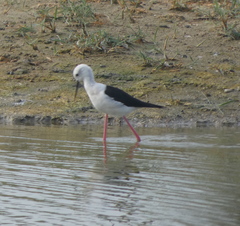 Himantopus himantopus