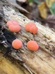 Lycogala epidendrum