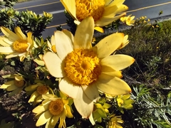 Leucadendron