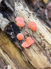 Lycogala epidendrum