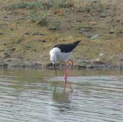 Himantopus himantopus