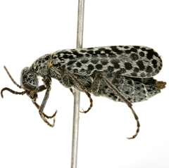 Epicauta pardalis