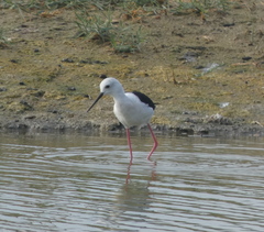Himantopus himantopus