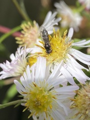 Platycheirus albimanus