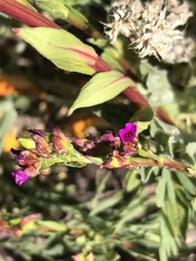 Calandrinia compressa