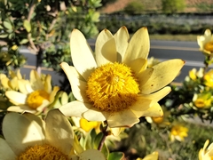 Leucadendron
