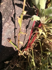 Calandrinia compressa