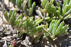 Crassothonna capensis