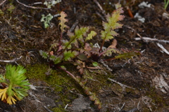 Pedicularis ornithorhynchos