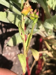 Calandrinia compressa