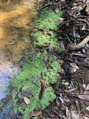 Azolla