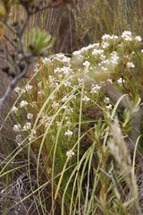 Serruria ascendens