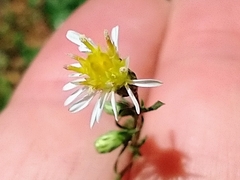 Symphyotrichum dumosum