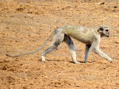Chlorocebus cynosuros
