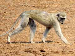 Chlorocebus cynosuros